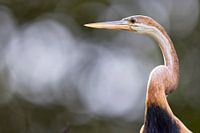 Afrikanische Heidelibelle