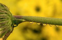 Reflektierter Gerbera in einem Wassertropfen