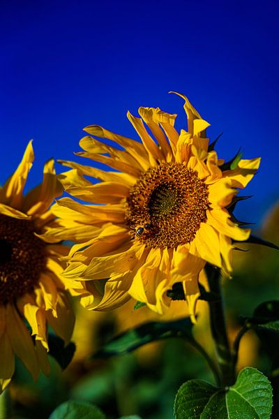 Sonnenblume 5 von Eye Scream Shop