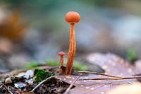 Orange mushroom