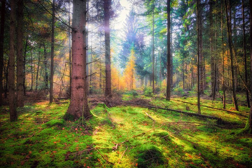 Wald mit grünem Moos im Herbst von eric van der eijk