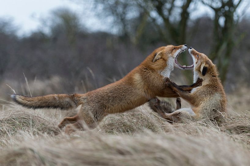 Rotfüchse ( Vulpes vulpes ) während der Ranz bei einer heftigen Auseinandersetzung, Streit, Kampf par wunderbare Erde