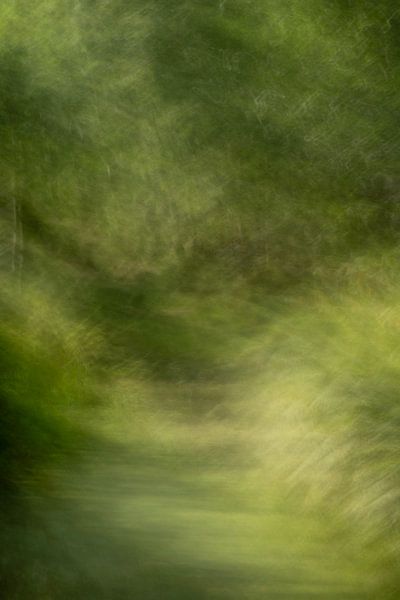 Brook in Brabant by Elles Rijsdijk