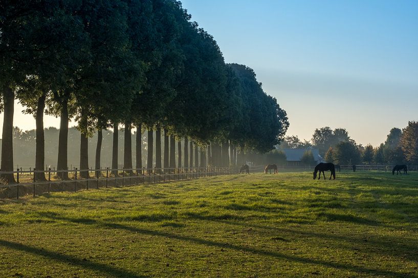 Bomenrij met paarden par Moetwil en van Dijk - Fotografie