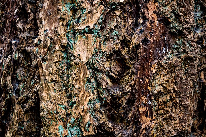 The beauty of the fir tree par Arc One