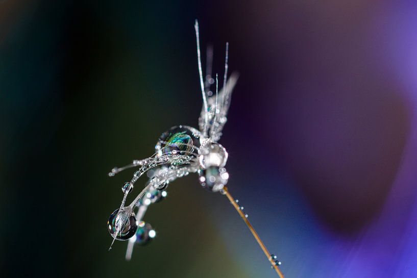 Goutte d'eau et plume de paon par Marian Waanders