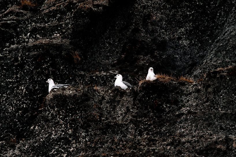 Oiseaux sur les rochers Repos dans la nature par Femke Ketelaar