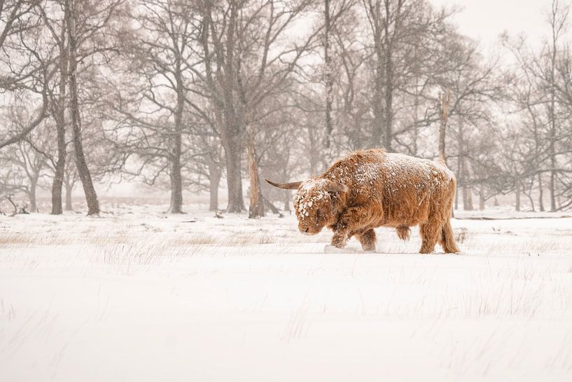 Schottischer Highlander im Schnee. von Albert Beukhof