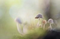 Dancing mushrooms in fairy tale forest