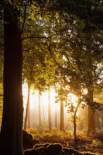 Spreulder Wald bei Sonnenaufgang von Danielle Kramer