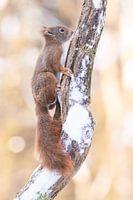 Ecureuil sur une branche enneigée