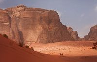 Kamele im Wadi Rum