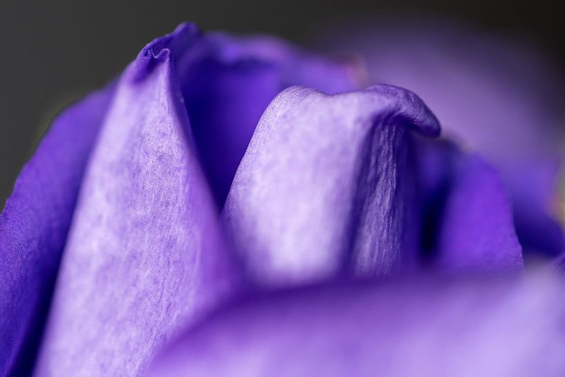 Blume von Pictures by Van Haestregt