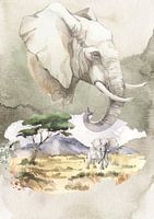 Afrikaanse olifant