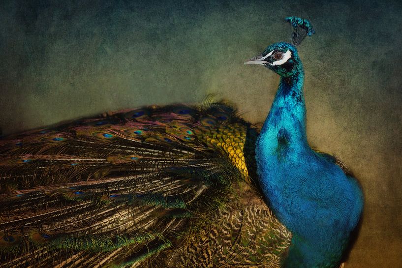 beau by Claudia Moeckel