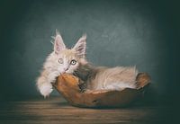 Creme maine coon Kätzchen Kunsttier-Portrait