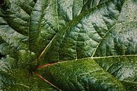 Phyllotaktische Spirale