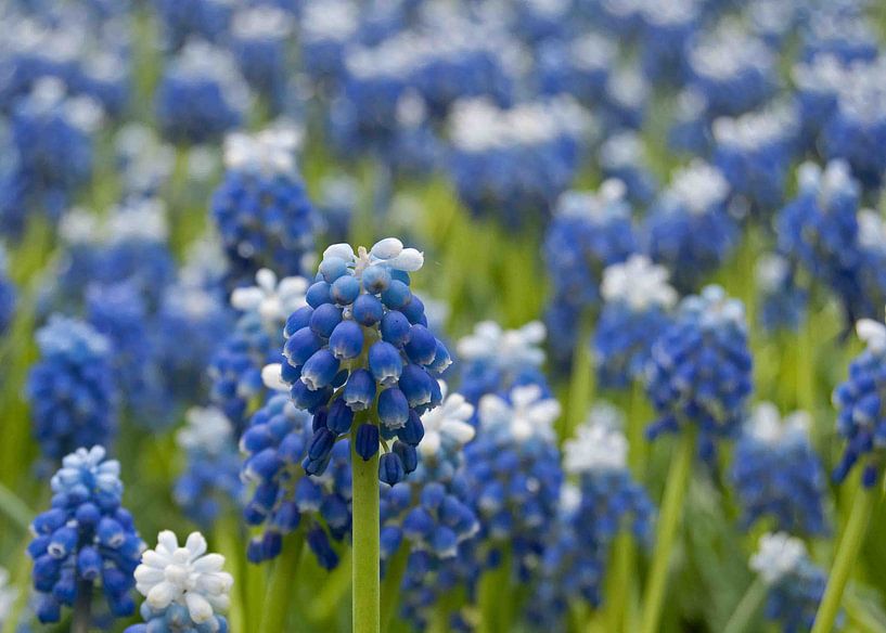 Blauwe druifjes von Karin Tebes