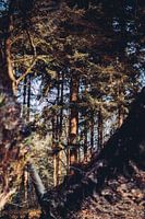 Reflektierender Wald in den Farben des Wasserherbstes