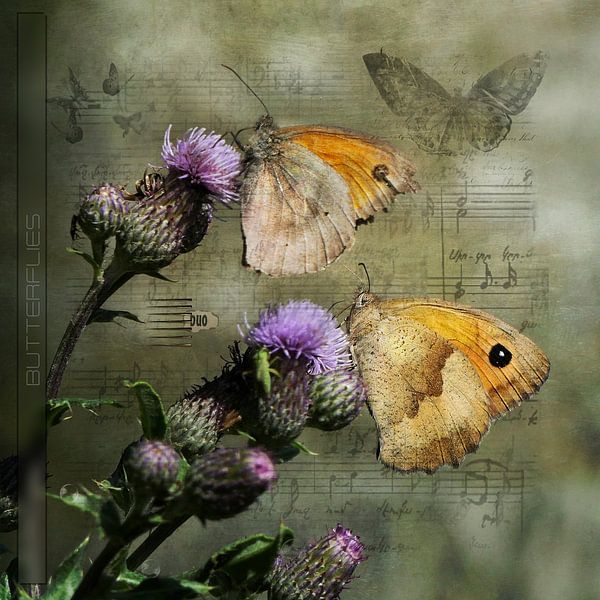 Butterflies on a plant by Carla van Zomeren
