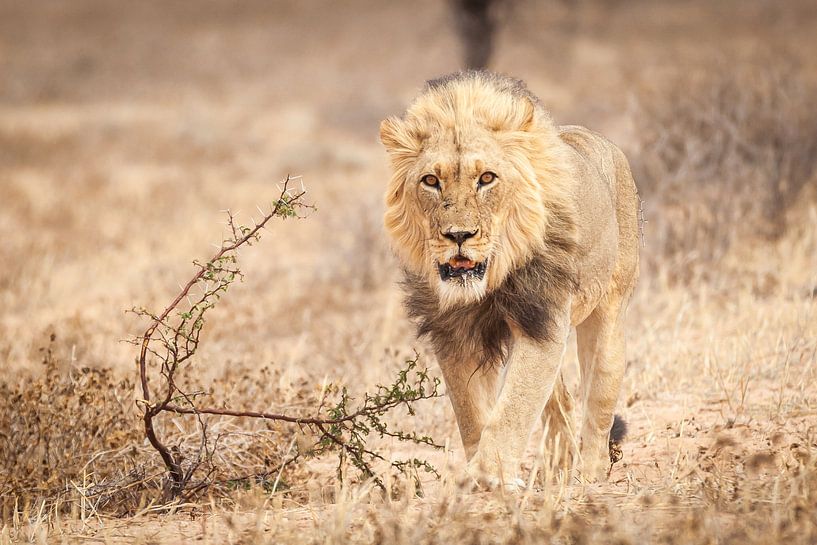 Lion walks to camera by Simone Janssen