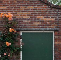 Climbing Roses - 2016
