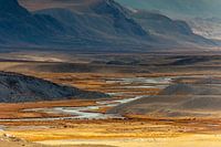 Chevaux sauvages dans les montagnes de l'Altaï