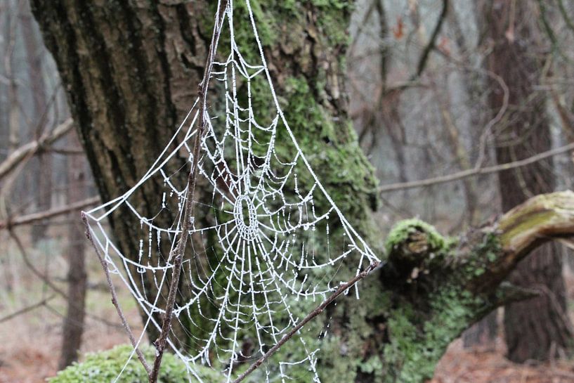 Bossen Bakel von Anne Coenen