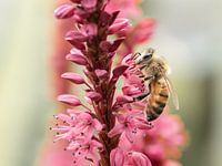 Honigbiene auf Staudenknöterich