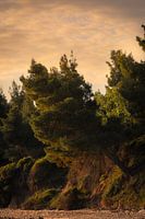 Sunset along the pine beach