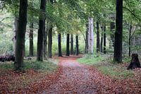 Autumn in the forest