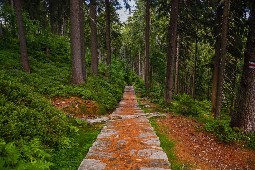 Wanderweg in der Tschechischen Republik von Tijs Hooiveld
