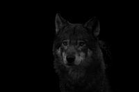 Portrait de loup Noir &amp ; Blanc