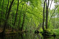 L'enfer vert - Mecklenburg