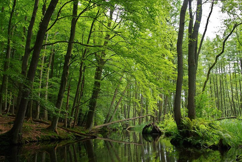 green hell - Mecklenburg by Steffi Hommel