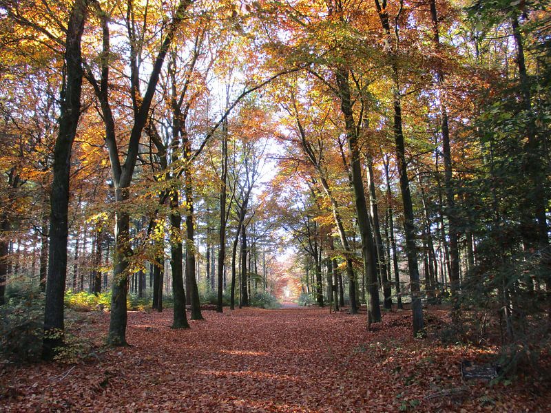 Herfst by richard de bruyn