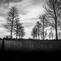 Trees in the city-2.