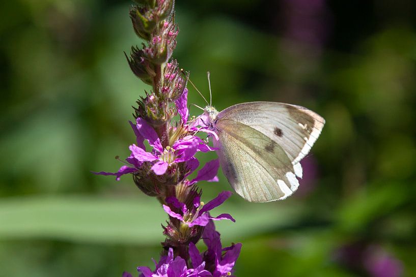 Schmetterling auf Blume von Nel Diepstraten