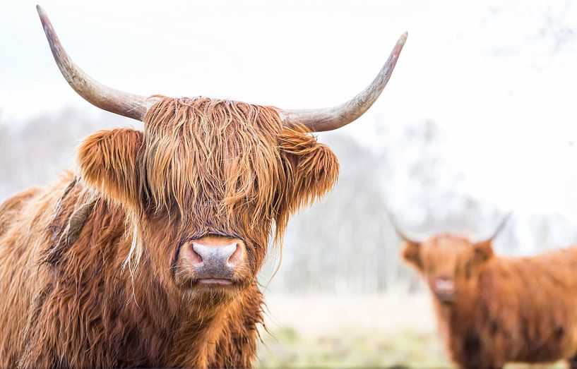 2 schottische Highlander auf der Jiltdijksheide von Martijn van Dellen