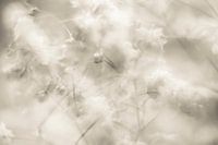 Impressie van gipskruid