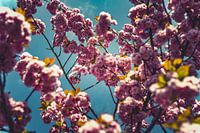 Blütenkraft: Eine Frühlings-Expedition Rosa 04