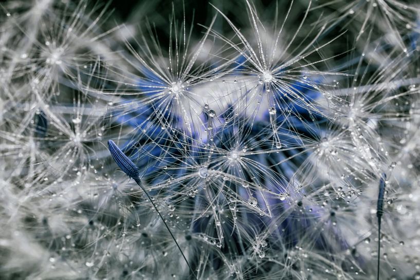Nach dem Regen - Pusteblume von Christine Nöhmeier