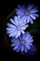 Wild chicory - Cichorium intybus