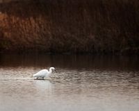 Seidenreiher tanzt im flachen Wasser auf der Suche nach Nahrung