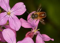 Biene zum Frühstück