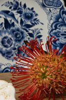 rote Nadelkissenblume