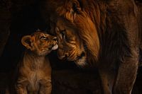 Intime Begegnung zwischen Löwe und Jungtier