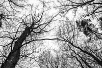 Zwart wit beeld van bomen