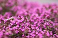 Abeille sur fleurs violettes