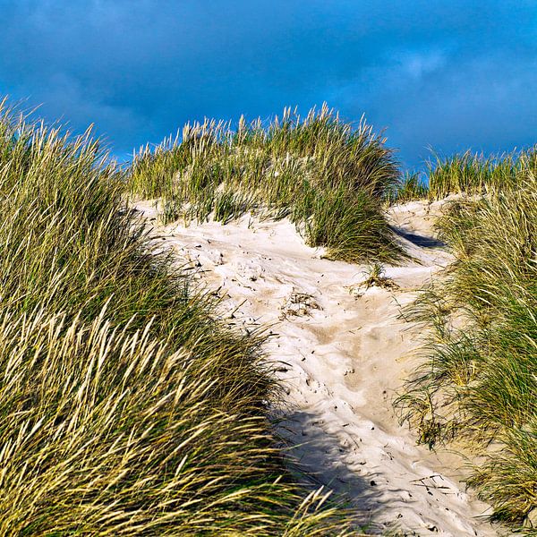 Dune on the sandy beach of Henne in Denmark by Silva Wischeropp